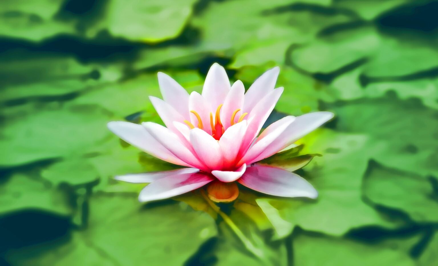 Roze lotusbloem tussen groene bladeren in een vijver