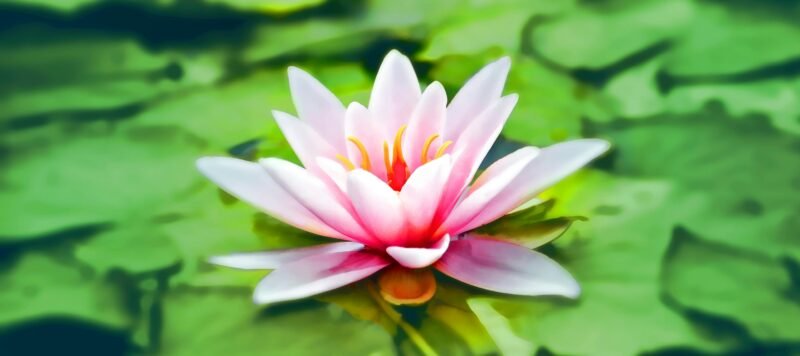Roze lotusbloem tussen groene bladeren in een vijver