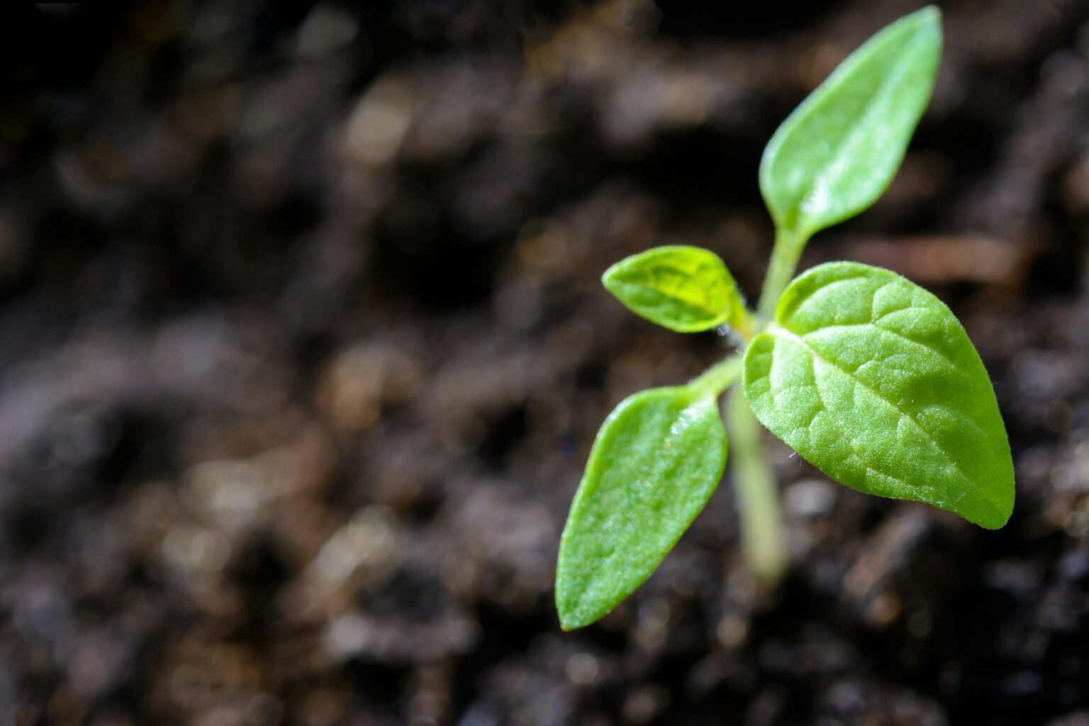 Jong plantje groeit uit donkere aarde