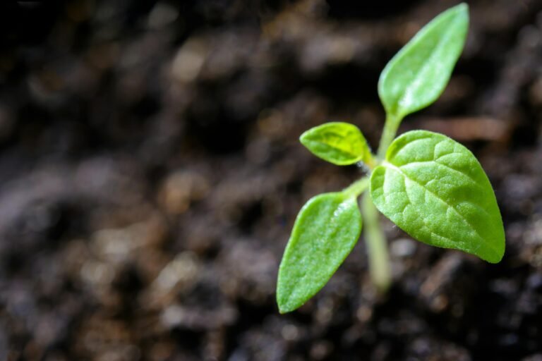 Jong plantje groeit uit donkere aarde