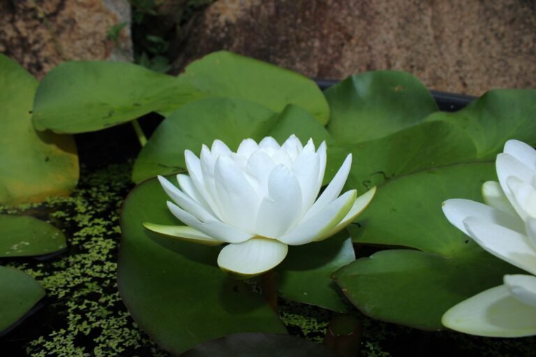 Witte lotusbloem op groene bladeren in stil water