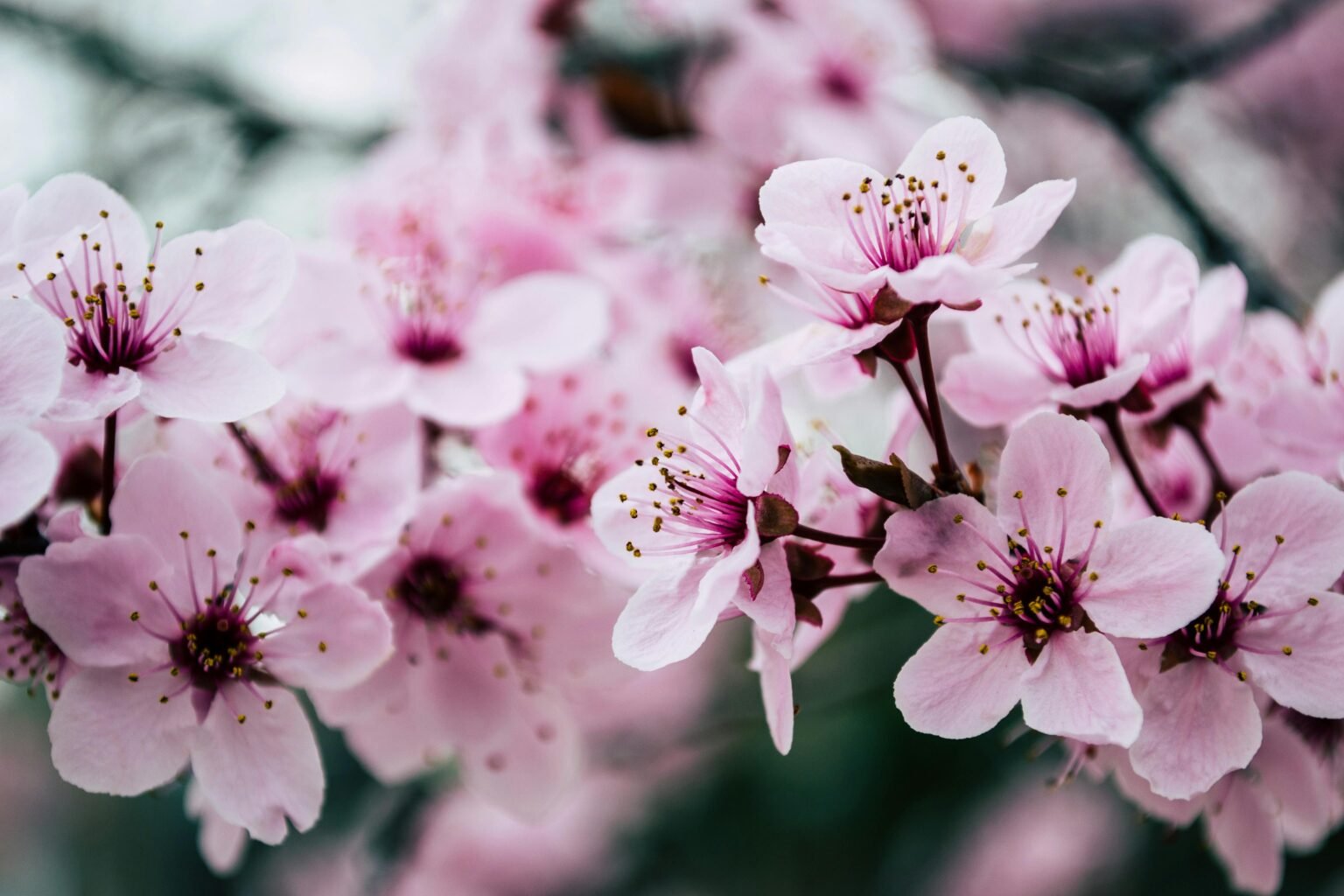Roze bloesem aan takken in het voorjaar