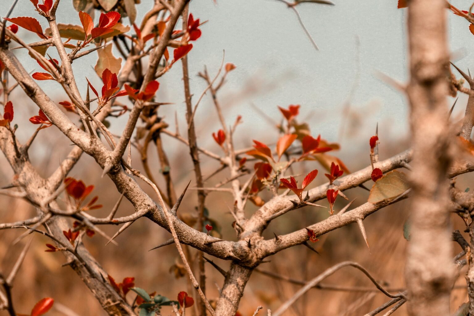 Takken met rood blad in zacht herfstlicht