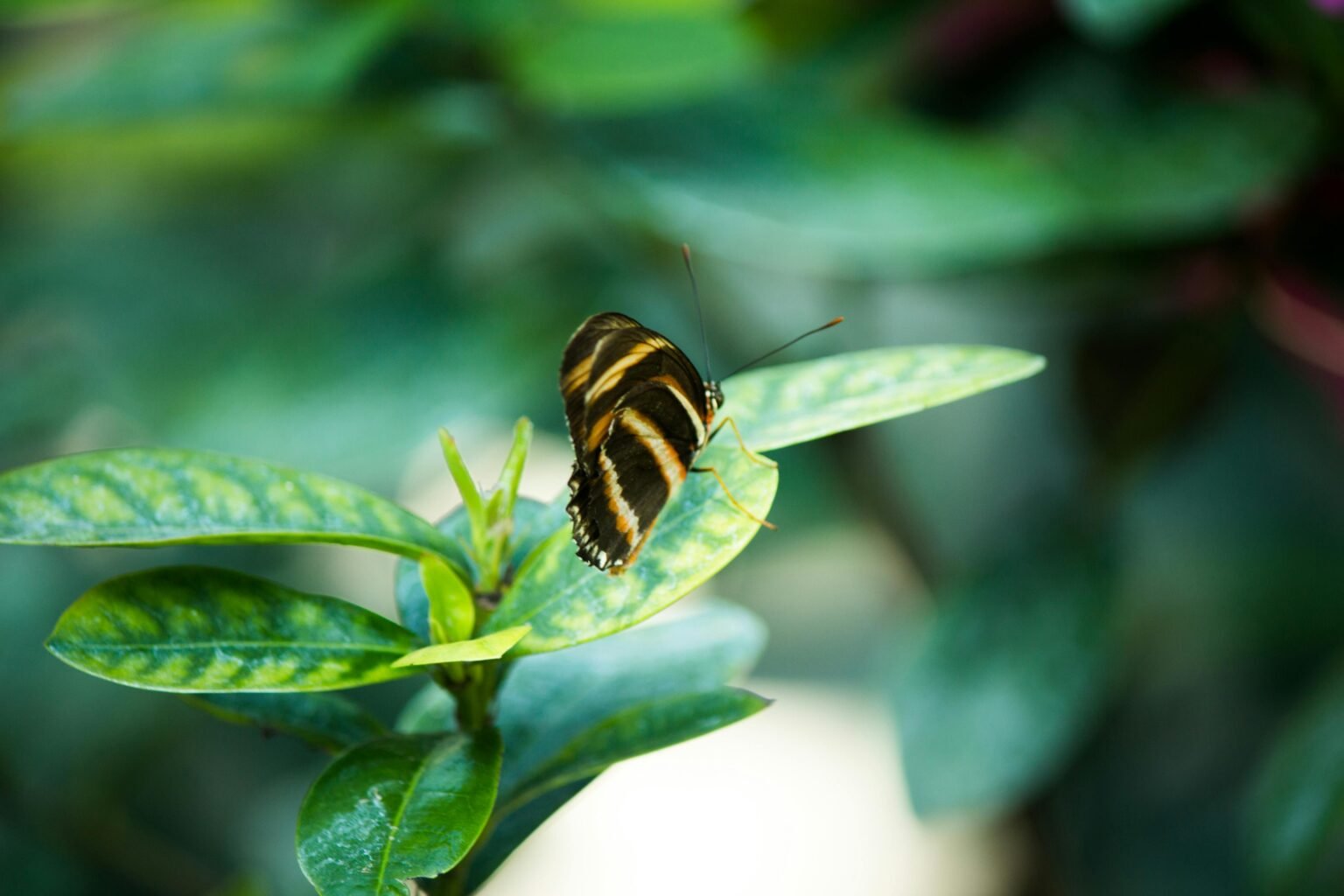 Vlinder met gestreepte vleugels rust op een groen blad