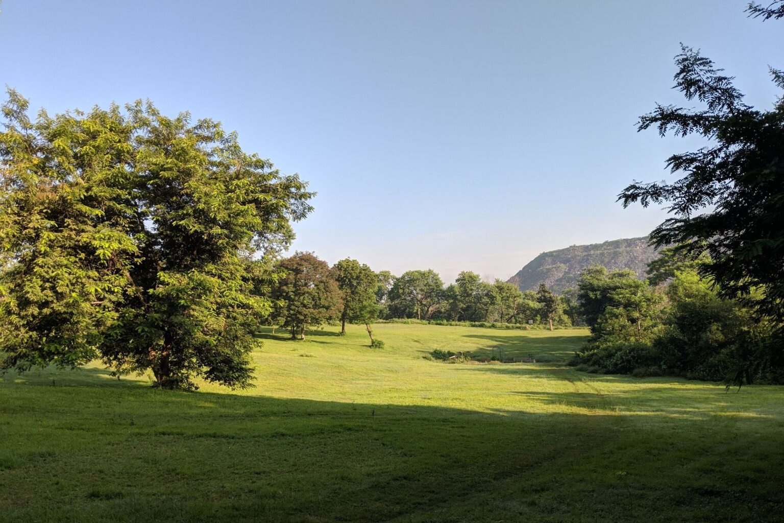 Open grasveld met bomen in het zonlicht