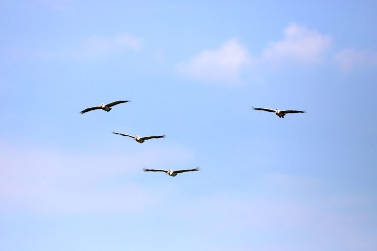 Vier vogels vliegen naast elkaar door een blauwe lucht met wolken