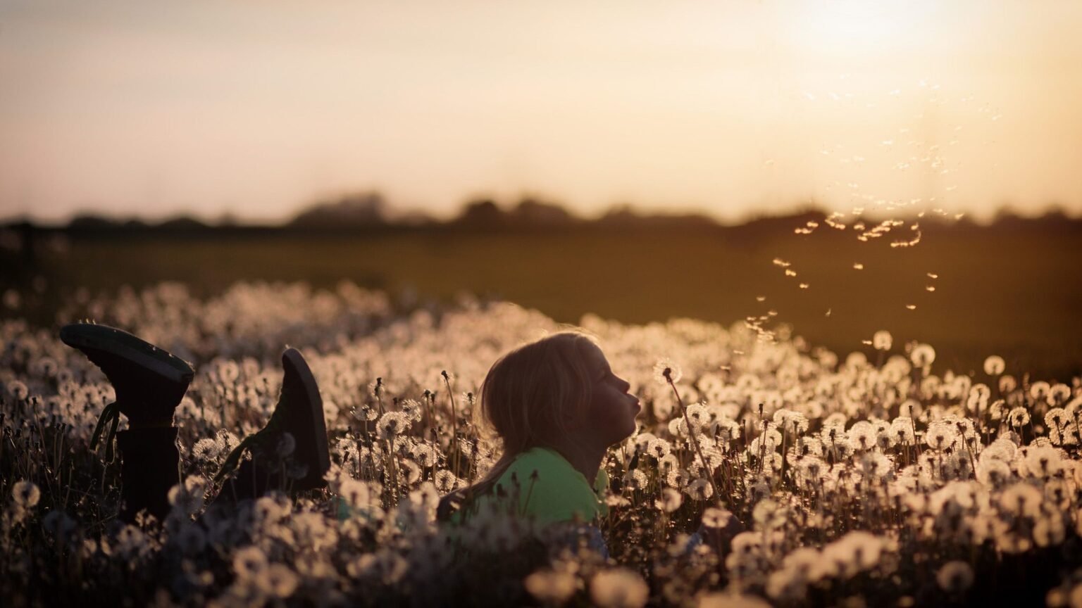 Kind ligt in een veld met paardenbloemen en blaast de pluizen weg bij zonsondergang