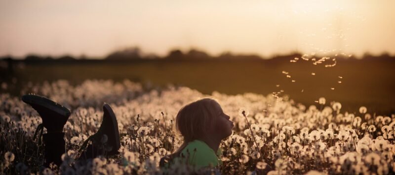 Kind ligt in een veld met paardenbloemen en blaast de pluizen weg bij zonsondergang
