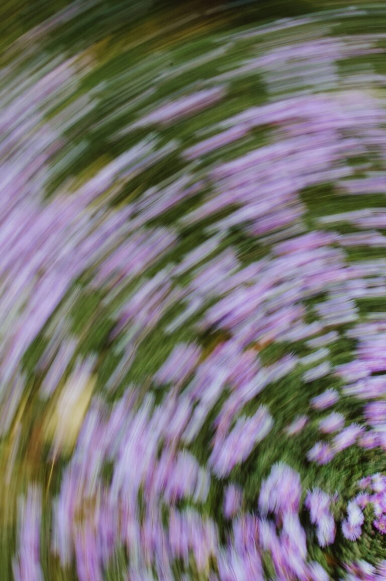 Paarse bloemen in een veld, vastgelegd in een draaiende beweging