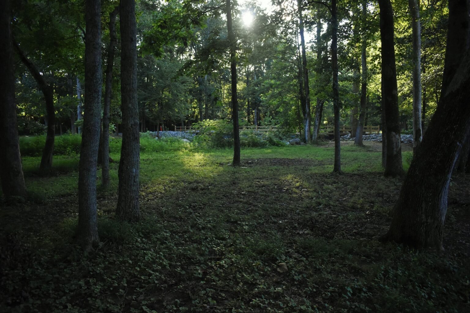 Zonlicht valt door de bomen op de bosgrond